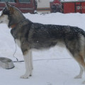 A'TEBS YUKON JACK OF WOLF