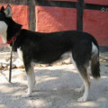 A'TEBS PUSJKIN OF TOGO