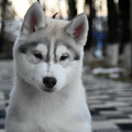 BARSKAUN OF MY IMMORTAL