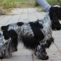 GOATHILLS SORBONNA ROAN