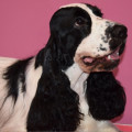 ROZET DELIZ CANDY COOPER ROZET DELIZ CANDY COOPER