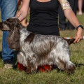 ROZET DELIZ DIAMOND DIVA ROZET DELIZ DIAMOND DIVA