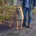 BOERBOELTUGA DARK BEAUTY BOERBOELTUGA DARK BEAUTY