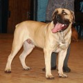 AFRICAN STAR BARON AFRICAN STAR BARON