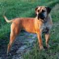 GROOTGELUK IVETA GROOTGELUK IVETA