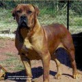 NOSTRAS RUBY