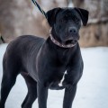 YUKONTA VAVILON ISHTAR UA YUKONTA VAVILON ISHTAR UA
