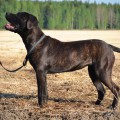 KARMA OF TUEBOR BOERBOLS