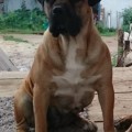 LEGENDA AFRIKI FLAFI RIDL LEGENDA AFRIKI FLAFI RIDL