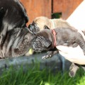 BOSSLINE PUPPIES ODIN X OBAMA BOSSLINE PUPPIES ODIN X OBAMA