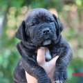 BOSSLINE PUPPIES ODIN X SHELBI BOSSLINE PUPPIES ODIN X SHELBI