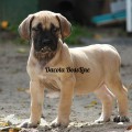 DAKOTA BOSSLINE DAKOTA BOSSLINE