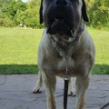 LUNA FROM SOUTH AFRIKA