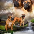 PUPPIES IMMERMOED RAINDANCER X AFRIKAN STAR YUMINA PUPPIES IMMERMOED RAINDANCER X AFRIKAN STAR YUMINA