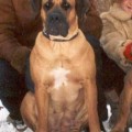 BOERBOEL HOUSE ADELINA