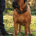 JULIANA BOERBOELS AMIRA