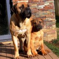 BOERBOELTUGA ALBA