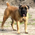 GRASLAND GBT MALIKA GRASLAND GBT MALIKA