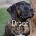 DRACO OD JESENICKE PREHRADY