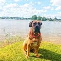 VESTA S.A. BOERBOEL