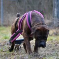 SAVANNA BOERBOELE CHELENTANO