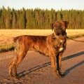 SAVANNA BOERBOELE SHAINA