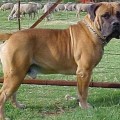 AVONTUUR BULLZAR
