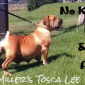 MILLERS TOSCA LEE