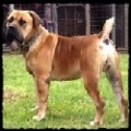 MIDDELPOS MAXIMUS 1