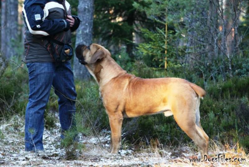 http://www.dogsfiles.com/mkportal/modules/dogsbase/albums/293/53927/foto35031.jpg