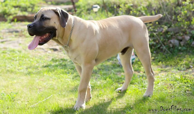 Pedigree database Boerboel