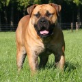 GROOTGELUK CZAPEI