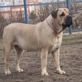 ZOLI FROM SOUTH AFRIKA ZOLI FROM SOUTH AFRIKA