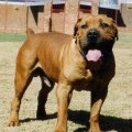 TYGERHOEK BRUTUS