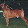 MIZPAH BULL BOEL BOETA
