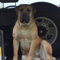 BOERBOELTUGA SABI BOERBOELTUGA SABI