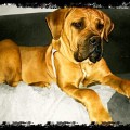 BOERBOELTUGA DOMINA BOERBOELTUGA DOMINA