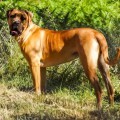 BOERBOELTUGA MEL BOERBOELTUGA MEL