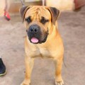 BOERBOELTUGA POET BOERBOELTUGA POET