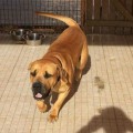 BOERBOELTUGA ZEUS BOERBOELTUGA ZEUS
