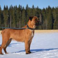 SAVANNA BOERBOELE ARUBA