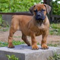 YANTARNY BEREG CHARISSA ADANNAYA YANTARNY BEREG CHARISSA ADANNAYA