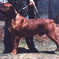 VANDERBIJL BULLET