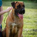 SAVANNA BOERBOELE YASMINA