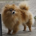 CHERONA CHERONA