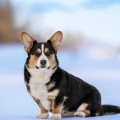 DOM CORGI CENTIFOLIA DOM CORGI CENTIFOLIA