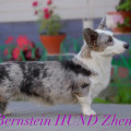 BERNSTEIN HUND ZENEVEVA