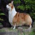 GREENWOODS SECRET AGENT