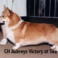 AUBREY'S VICTORI AT SEA