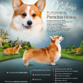 KOTOMIN'S PARADISE FLOWERS